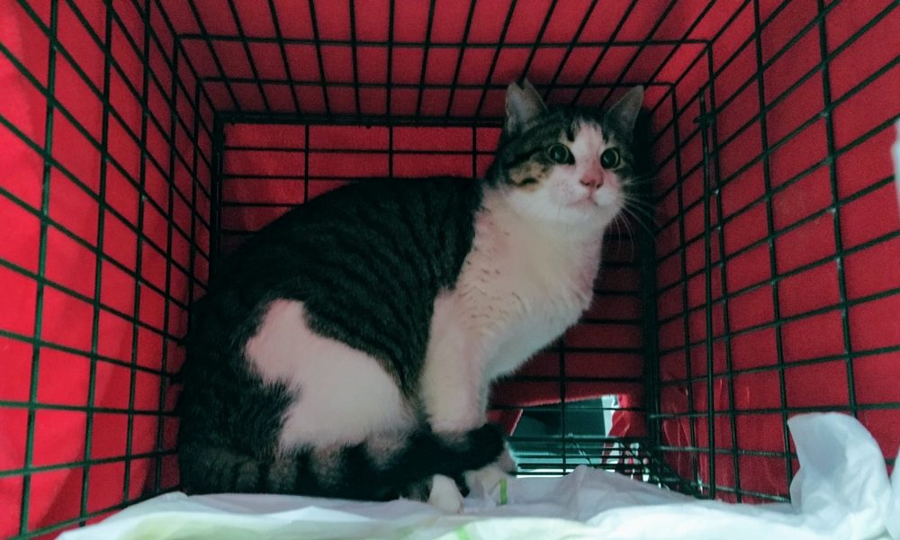 Gatito esterilizado – 12/02/2020