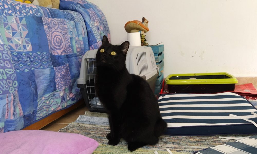 ¿Sabéis si es de alguien esta gatita?