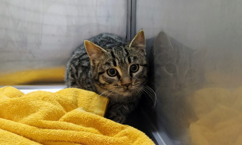 El gatito Eric está constipado