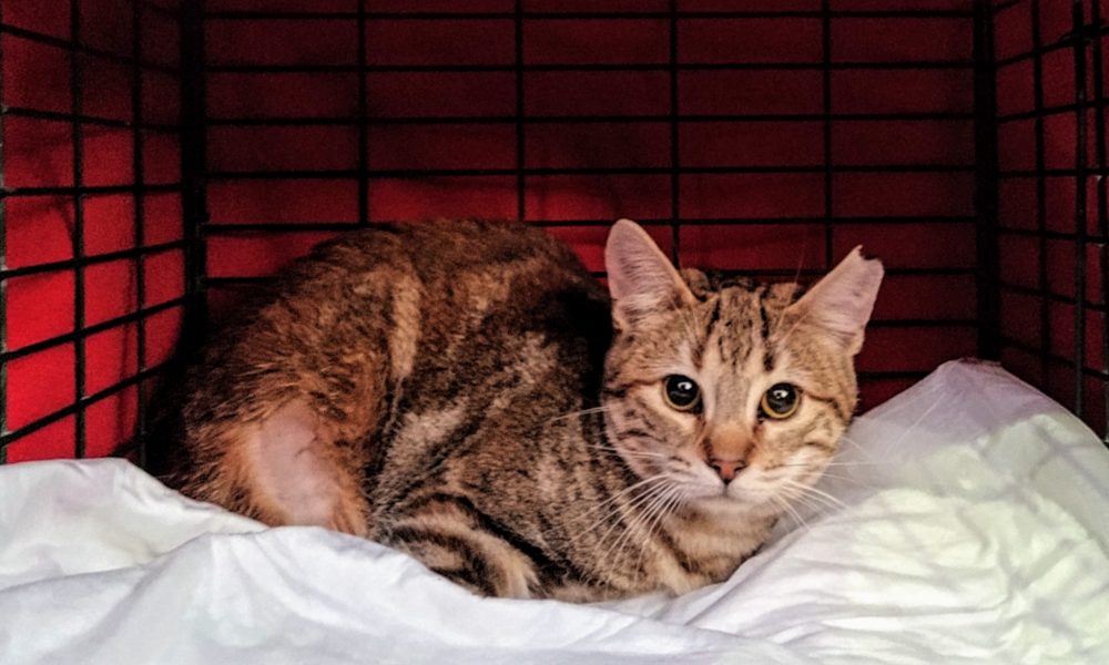 Gatita perdida – Zona El Ternasco