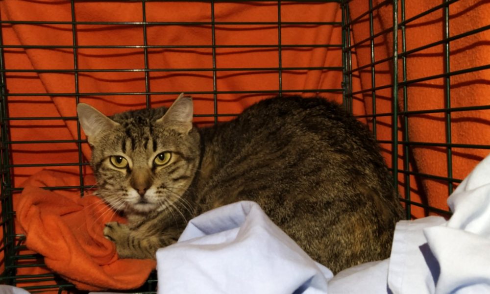 Gata esterilizada – 20/02/2020