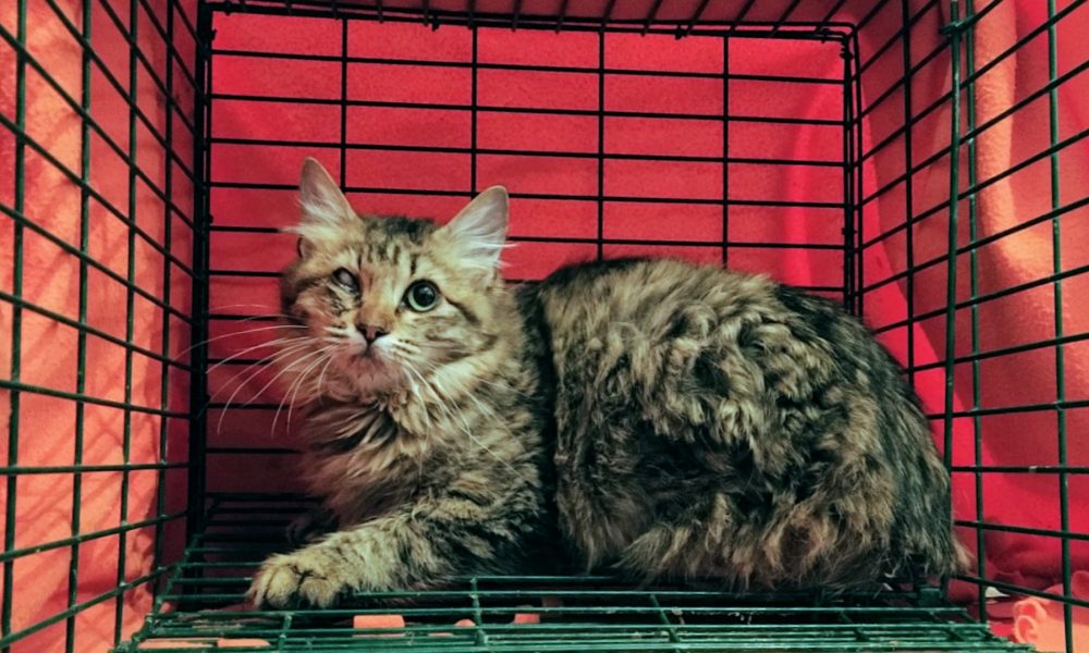 Duquesa-03 está en el veterinario