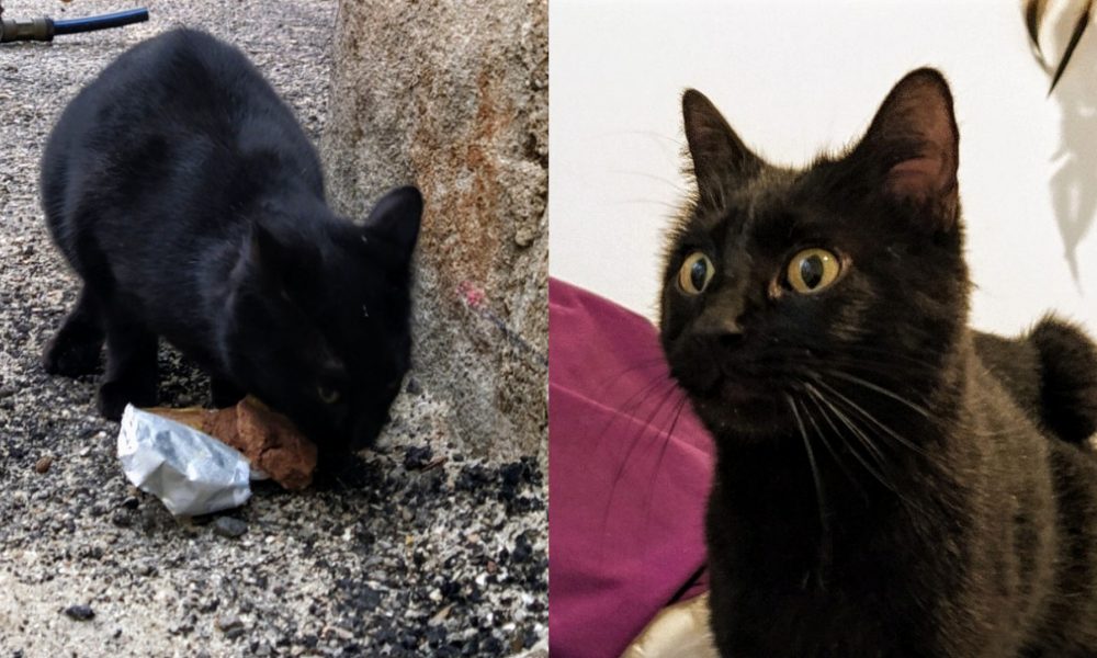 Selina sigue esperando a sus dueños