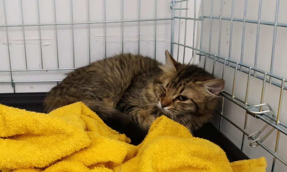 La duquesa Ana está en su colonia