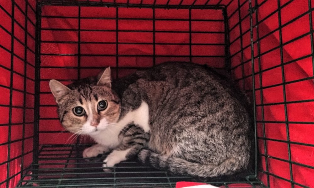 Gata esterilizada – 03/03/2020