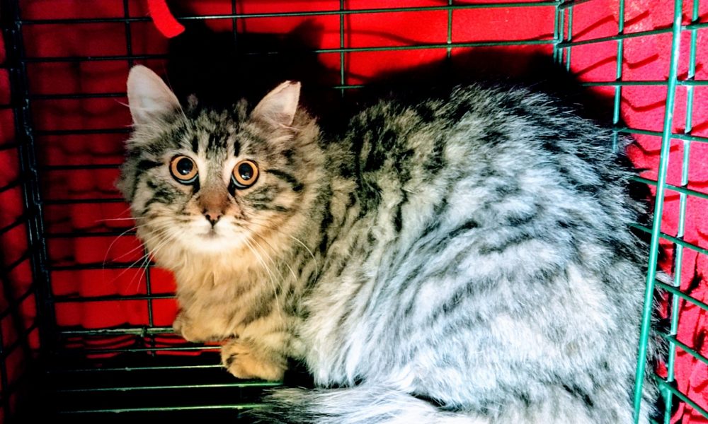 Gata esterilizada – 11/03/2020