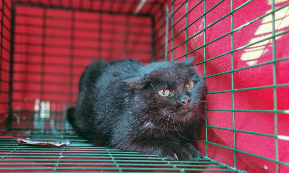 Gata esterilizada – 14/03/2020