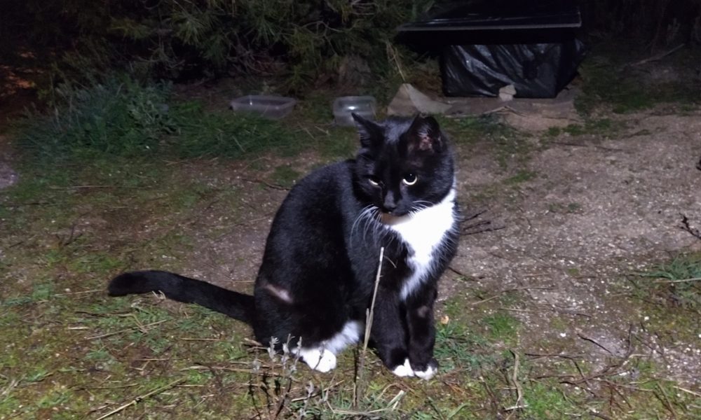 Carla busca acogida y adopción