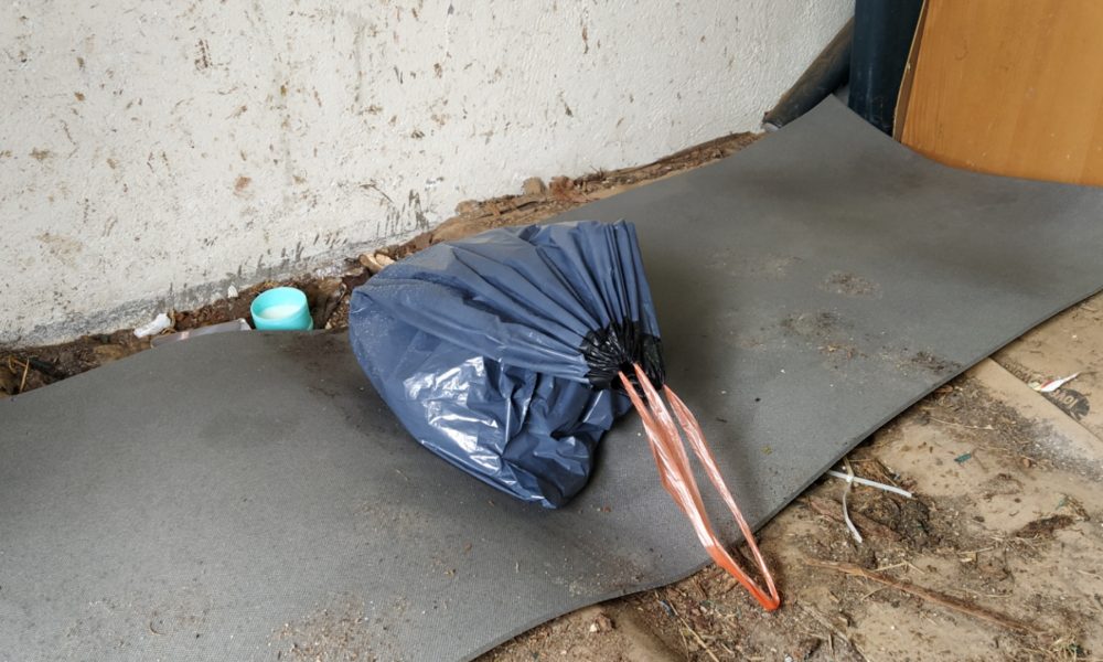 El caso de la gatita carey: ESTAMOS HACIENDOLO MAL