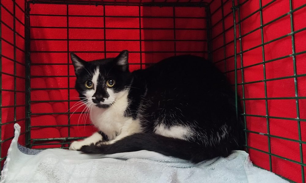 Gata esterilizada – 06/04/2020