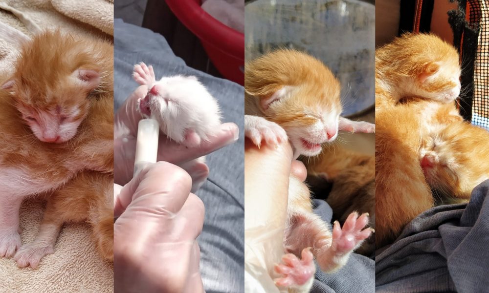 Estos gatitos empiezan en buenas manos