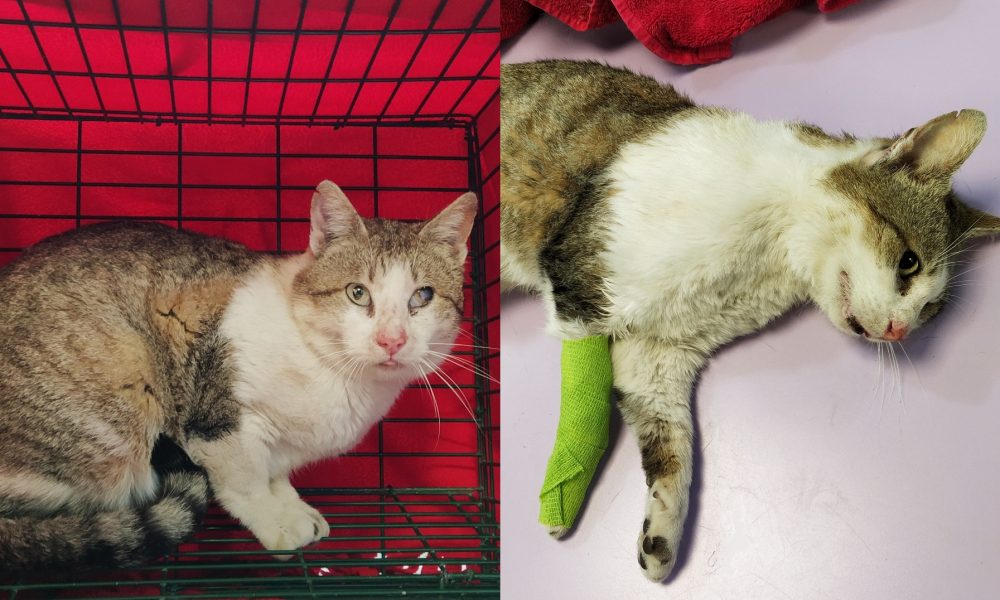 Gedeón se está recuperando