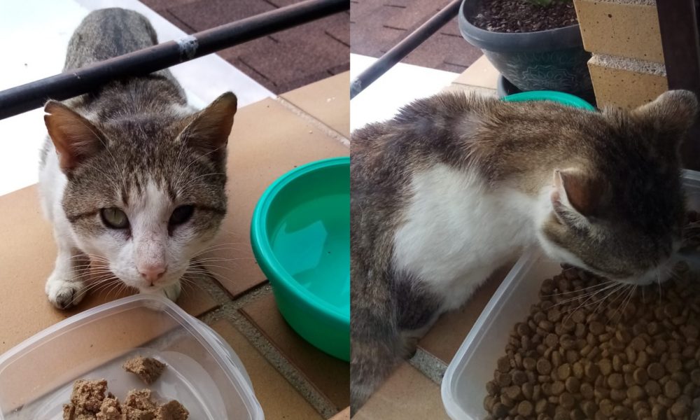 El amigo Gedeón volvió a la colonia