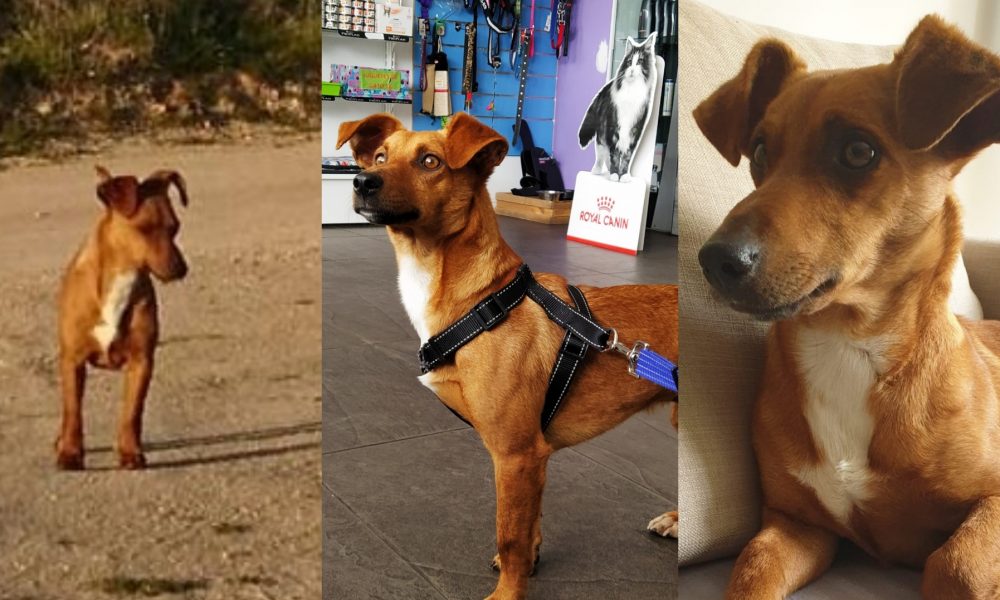 En adopción Scooby, el perrito perdido