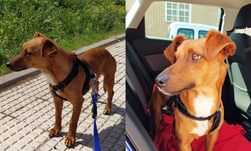 Scooby sigue su adaptación