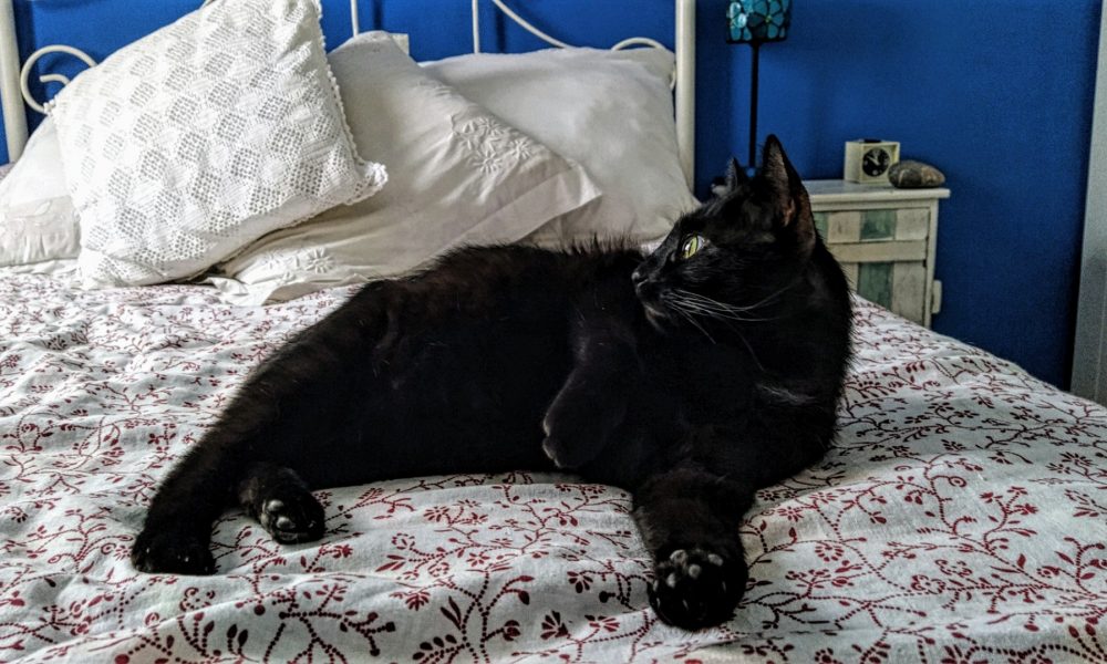 La adaptación de Selina