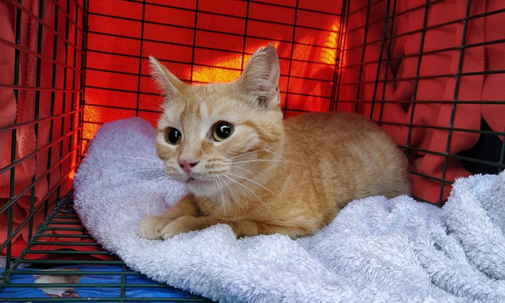 Gata esterilizada – 30/04/2020