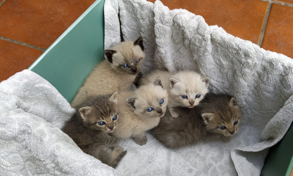 Tenemos 5 nuevos vecinos