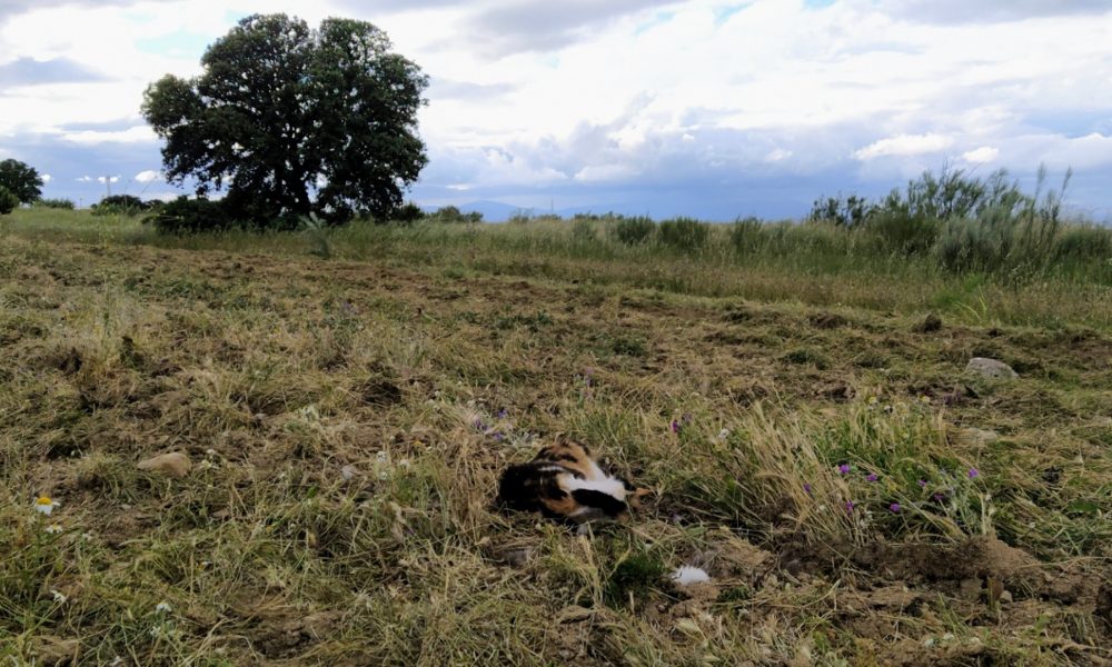 Muerte accidental de una gata