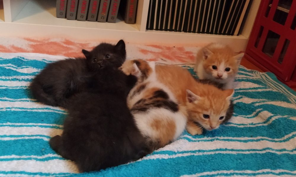 Acogida la familia de los aldeanitos