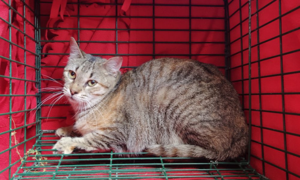 Gata esterilizada – 14/05/2020