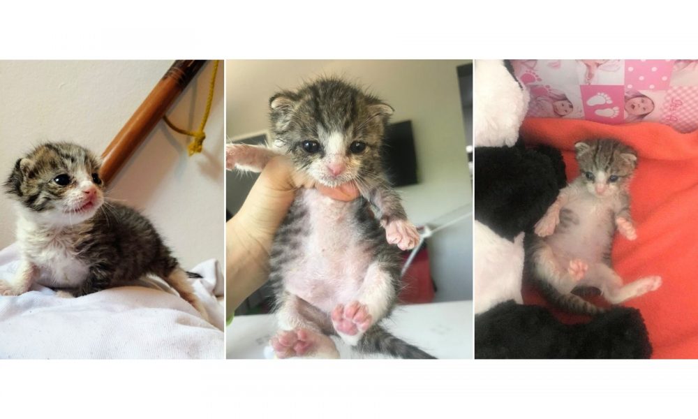 Kimbo sigue creciendo