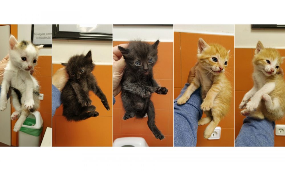 Los aldeanitos en el veterinario