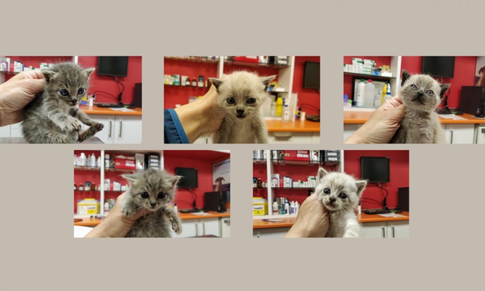 Visita al veterinario