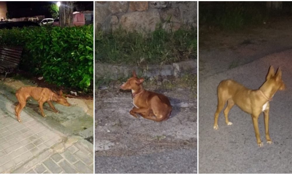 Podenca pendiente de capturar