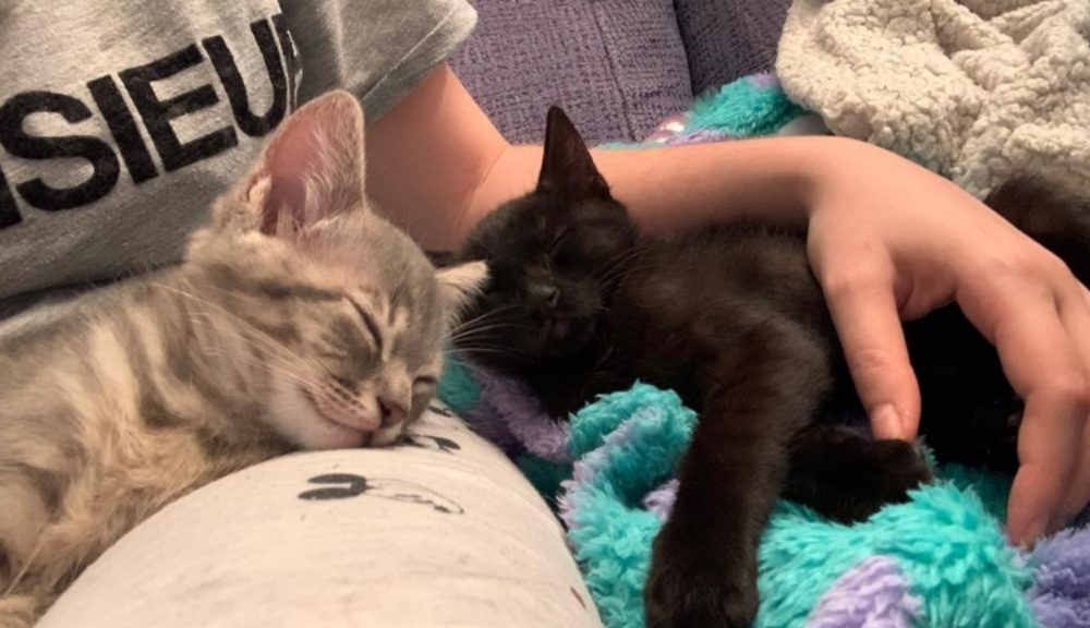 El gatito Hades adoptado