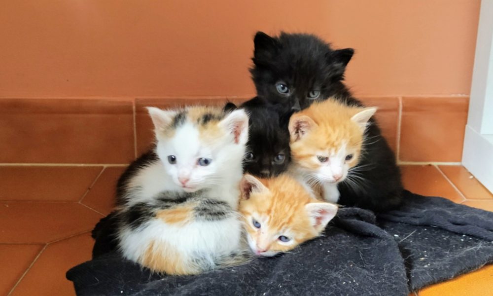 Adopta a uno de los aldeanitos