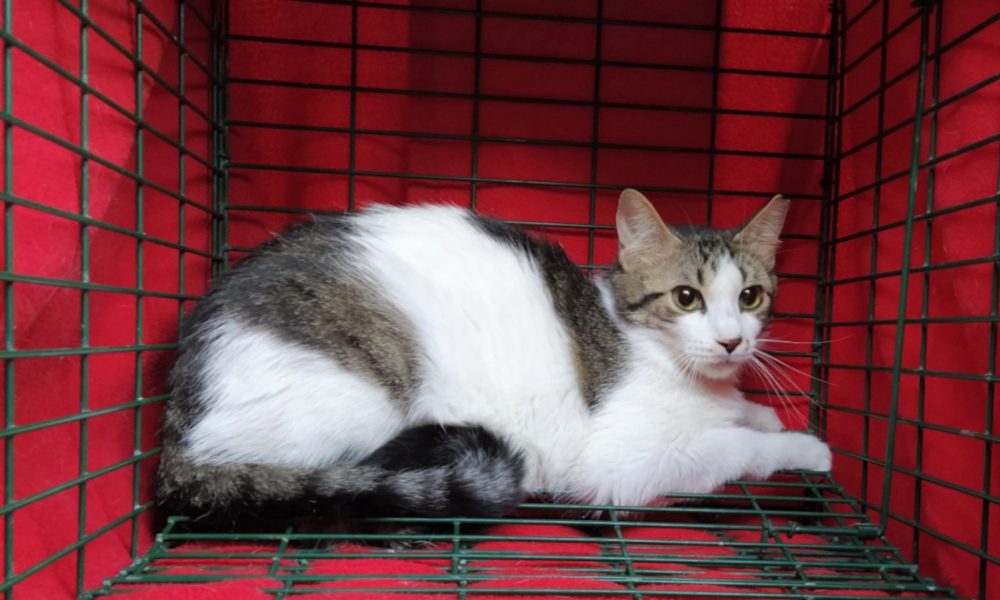 Gata esterilizada – 29/05/2020