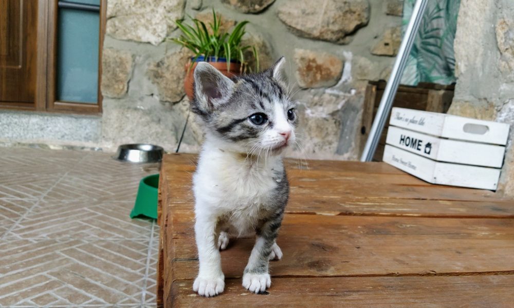 Kimbo está hecho un torete