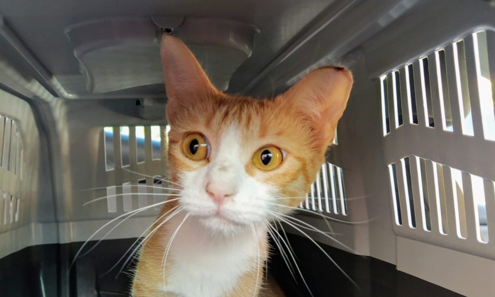 Gata esterilizada – 15/06/2020