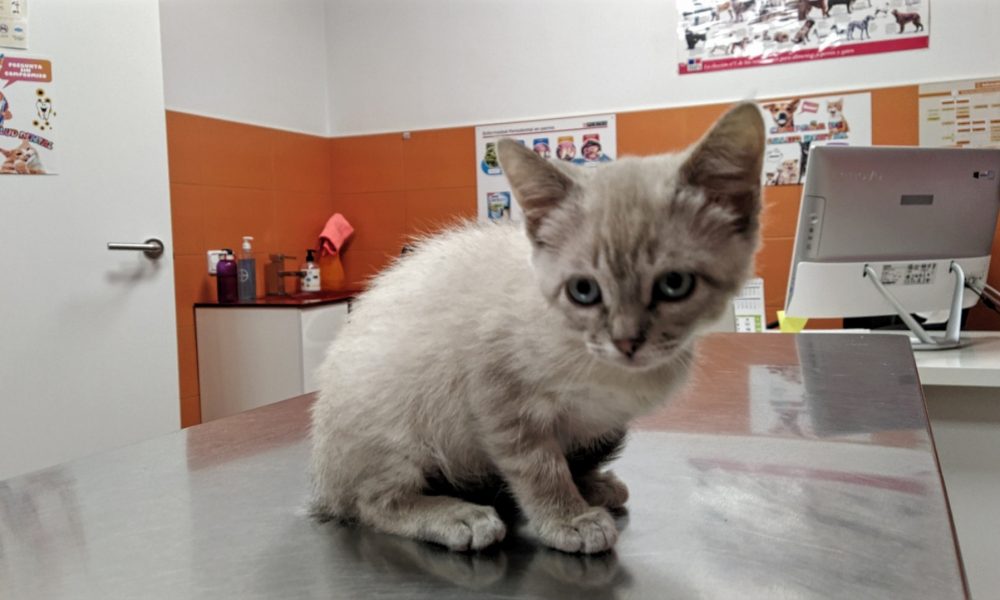 Lisa, la última hermanita