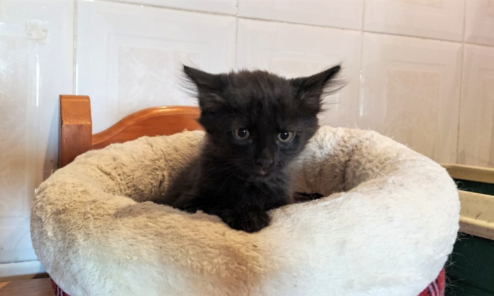 El aldeanito Peluso adoptado