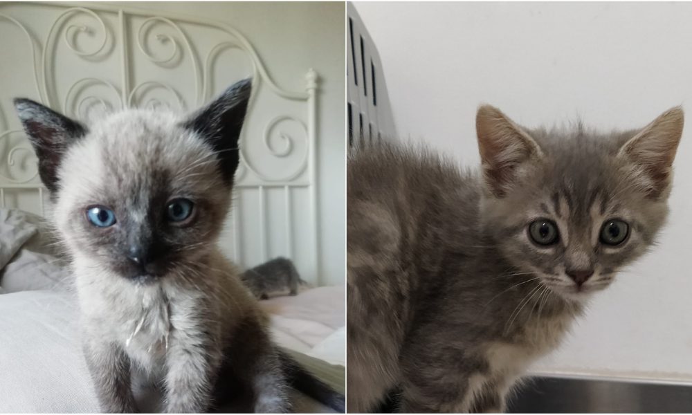 Dos hermanitos adoptados