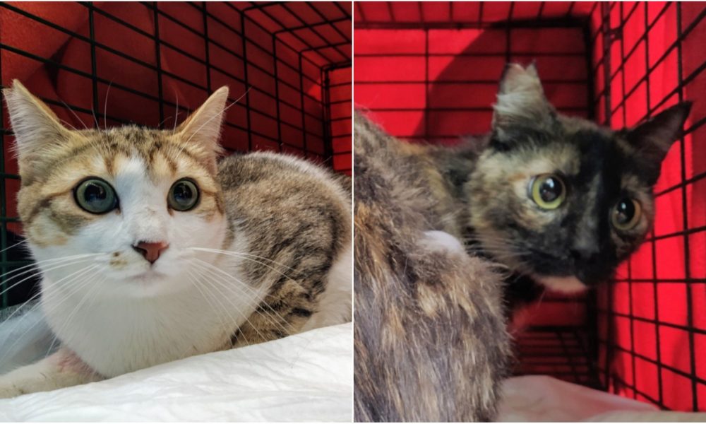 Dos gatas esterilizadas – 16/06/2020