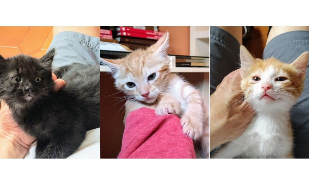 Acogida para varios gatitos