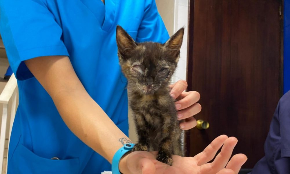 Acogida para la gatita de Santa Bárbara