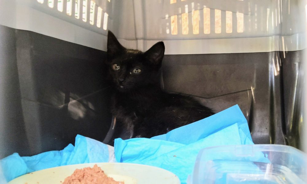 Julia necesita acogida YA