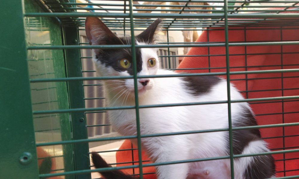 Gata esterilizada – 14/07/2020