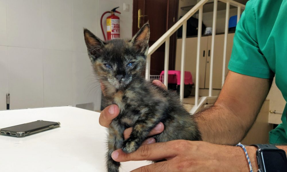 La gatita de Santa Bárbara necesita adoptante