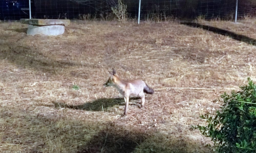 Zorro pequeño en Los Manantiales