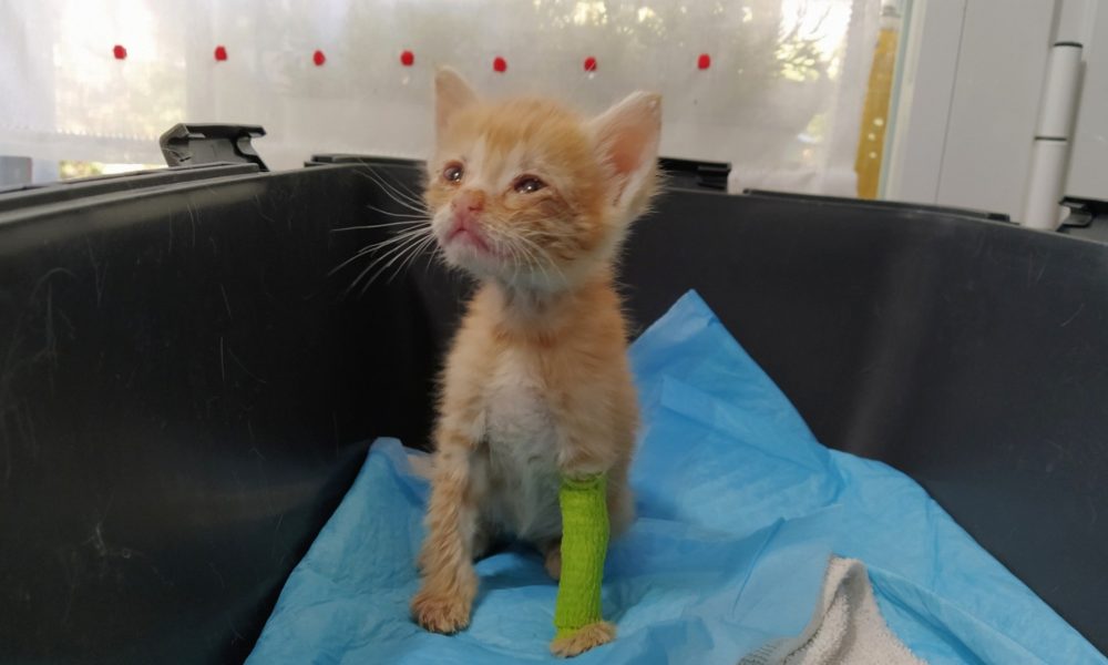 Naori – antes Zenón