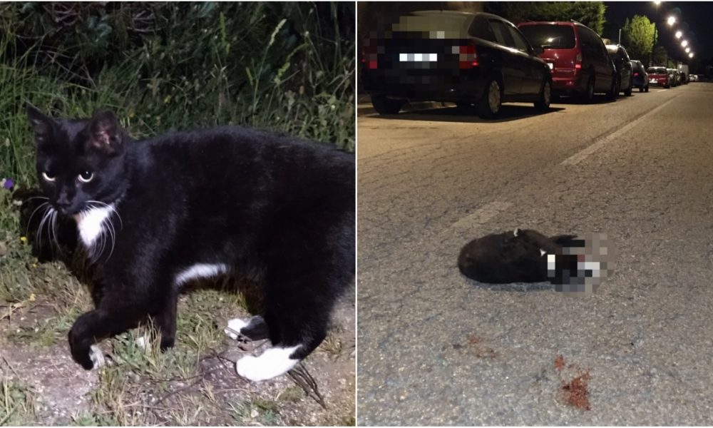 Carla († 15/07/2020)