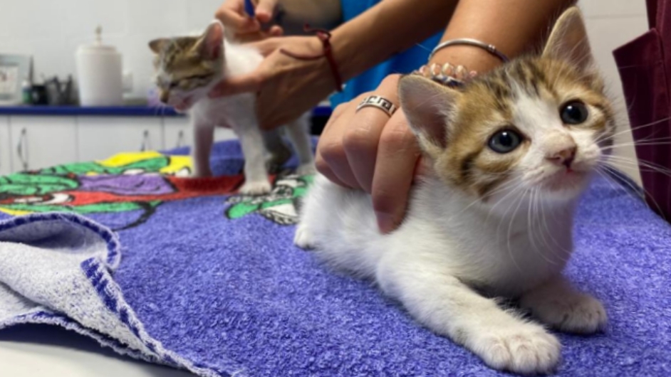 Chufa y Lexa están estupendas