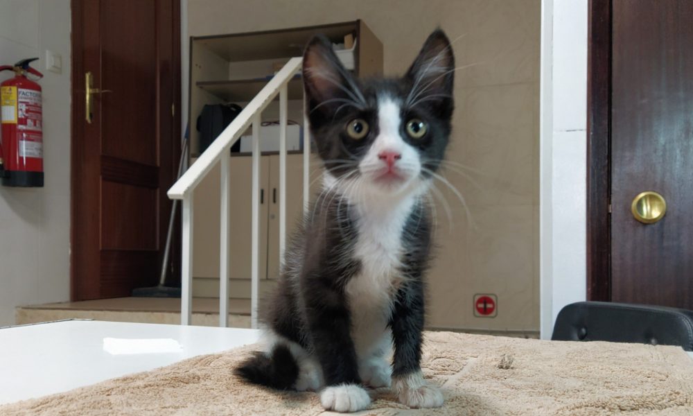 Freddy testado y reservado