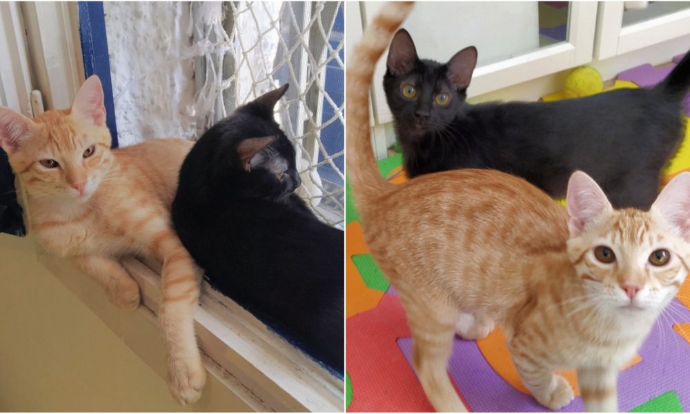 Haz sitio en tu hogar a los hermanitos