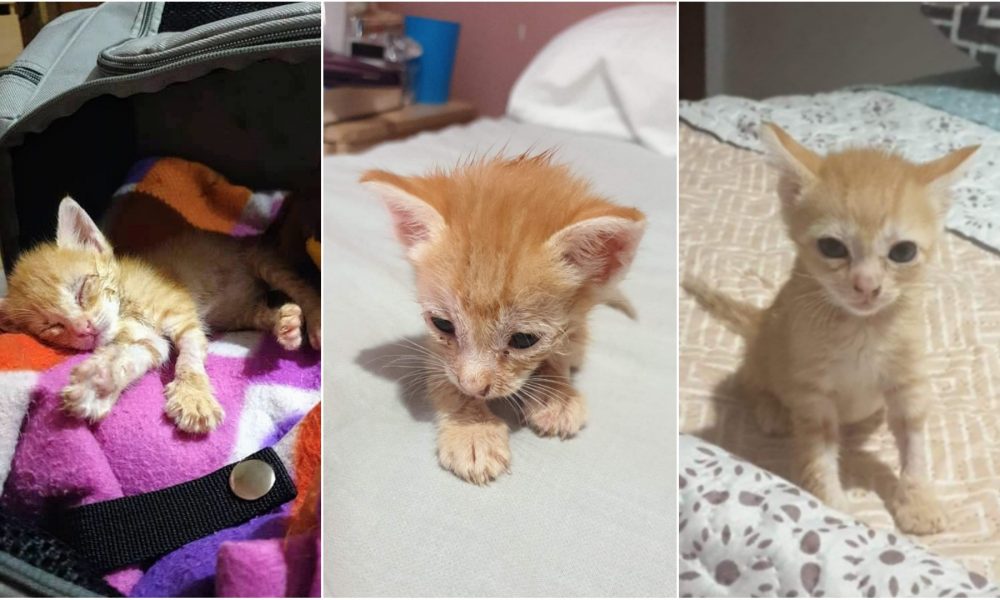 Naori (antes Zenón) crece